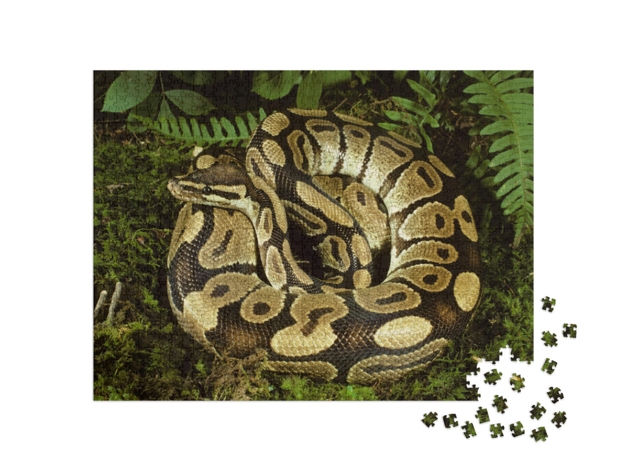 Puzzle 1000 Teile „Wunderschöne Kugelpython aus Afrika“