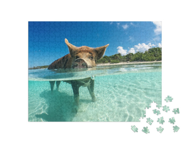 Puzzle 500 Teile „Wasserbegeistertes Wildschwein auf den Bahamas, Karibik“