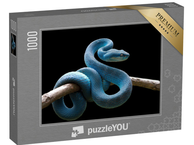 Puzzle 1000 Teile „Blaue Vipernatter auf Zweig, Trimeresurus Insularis“