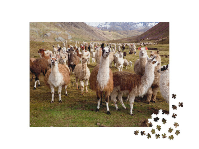 Puzzle 1000 Teile „Llamas und Alpakas von Peru“