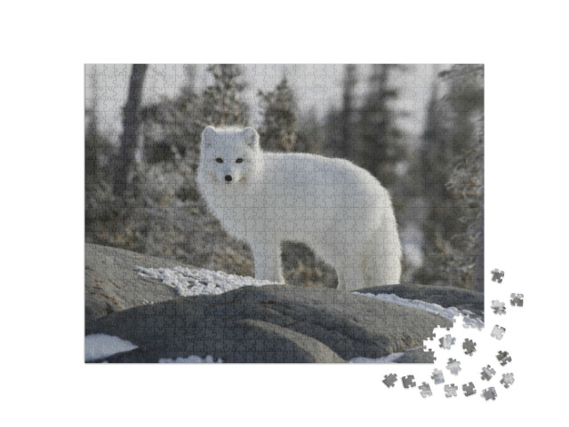 Puzzle 1000 Teile „Polarfuchs, Vulpes Lagopus, in weißem Winterfell“