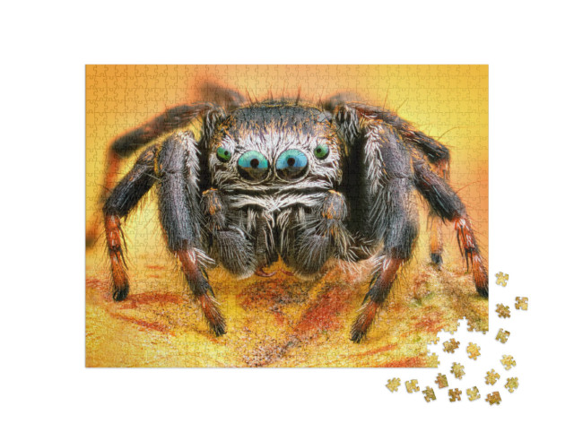 Puzzle 1000 Teile „Makrofotografie: Polnische Springspinne“