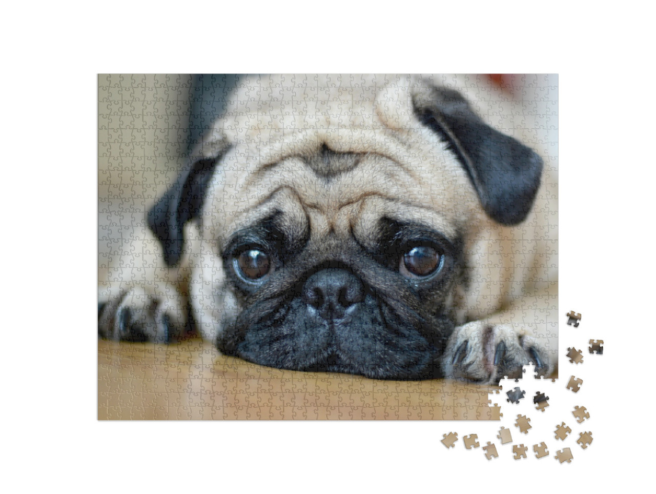 Puzzle 1000 Teile „Mops mit treuherzigem Blick“