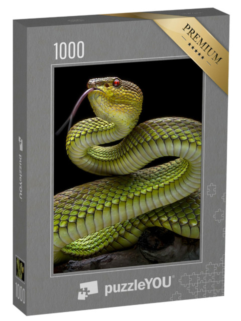 Puzzle 1000 Teile „Grüne Goldhaut-Vipernatter“