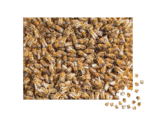 Puzzle 1000 Teile „Arbeitshonigbienen auf einem Rahmen aus einem Bienenstock“