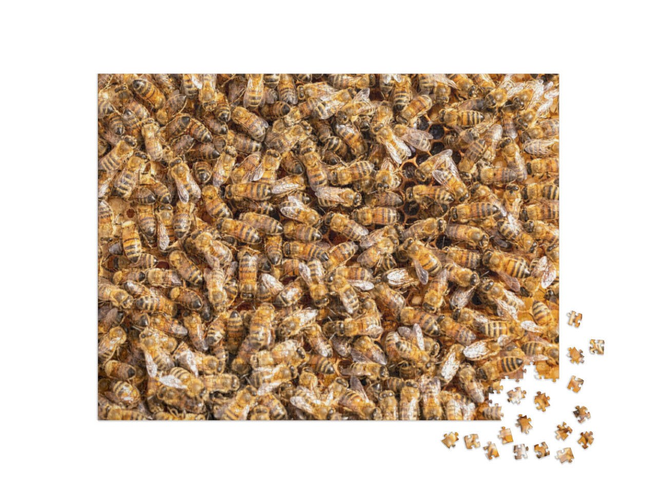 Puzzle 1000 Teile „Arbeitshonigbienen auf einem Rahmen aus einem Bienenstock“