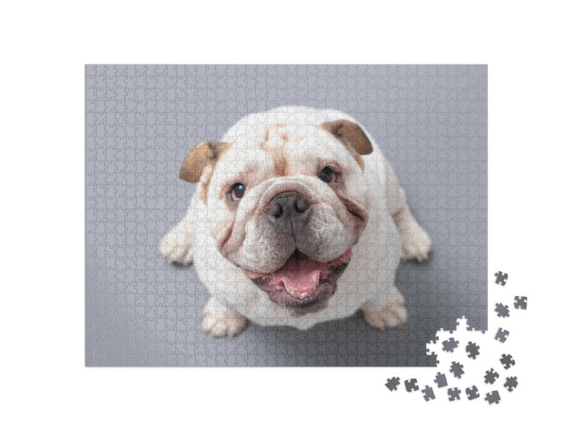 Puzzle 1000 Teile „Britische Bulldogge Welpe schaut nach oben, grauer Hintergrund“