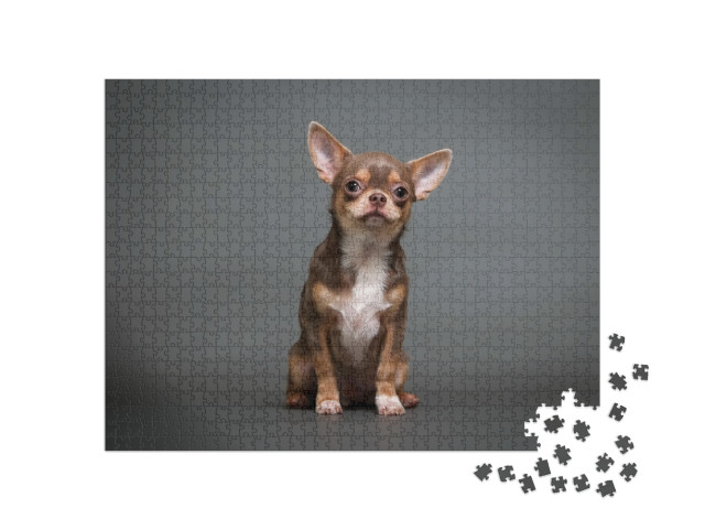 Puzzle 1000 Teile „Chihuahua Welpe mit grauem Hintergrund“