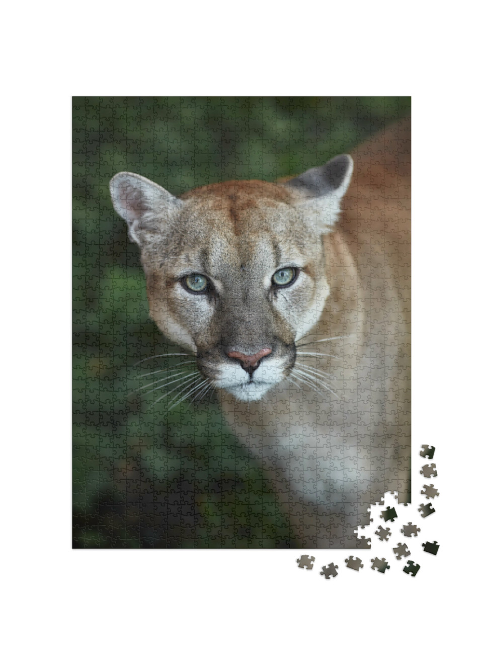 Puzzle 1000 Teile „Auge in Auge mit einem Puma“