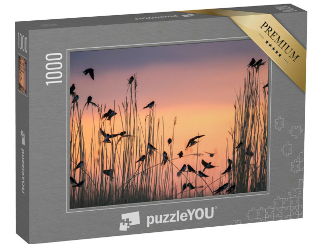 Puzzle 1000 Teile „Rauchschwalben sammeln sich im Schilfbett, ihrem Schlafplatz“