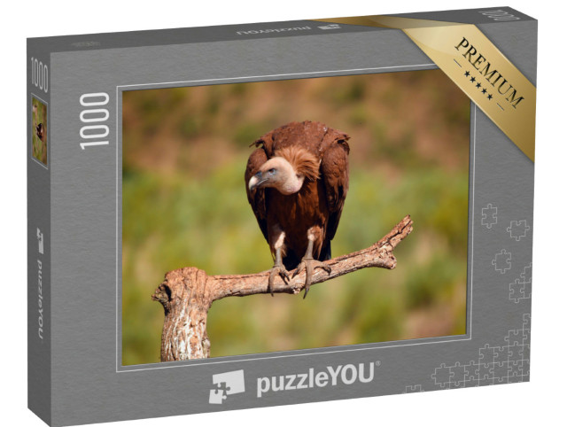 Puzzle 1000 Teile „Majestätischer Gänsegeier“