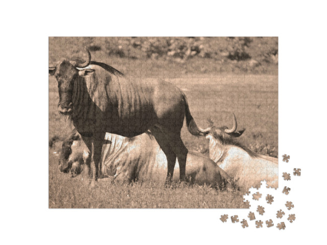Puzzle 1000 Teile „Ruhende Gnus in der Savanne“