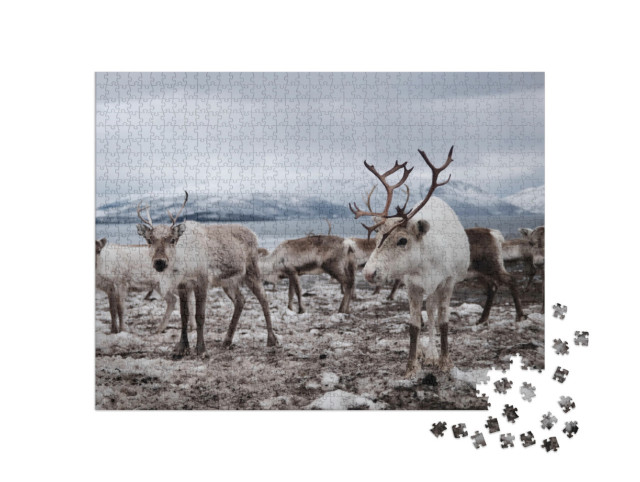Puzzle 1000 Teile „Rentierherde auf dem Feld“
