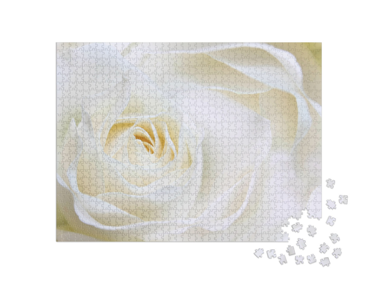 Puzzle 1000 Teile „Riesige weiße Rose, Makroaufnahme, Hochzeitseinladung“