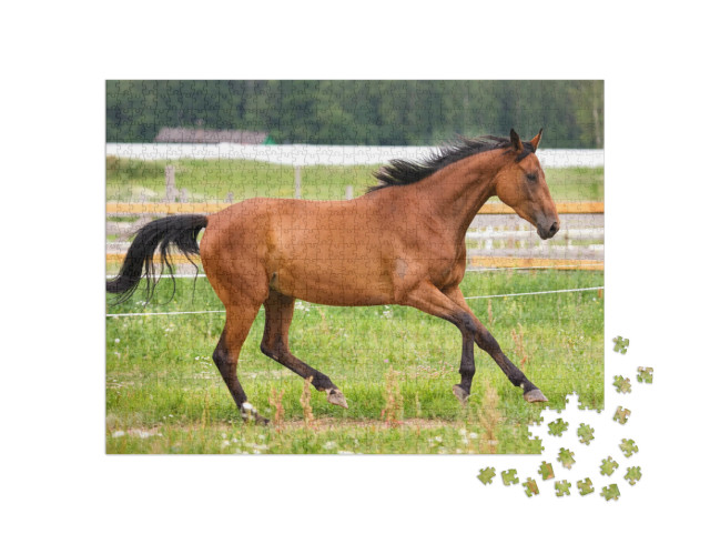 Puzzle 1000 Teile „Pferd im leichten Galopp auf einer Wiese“