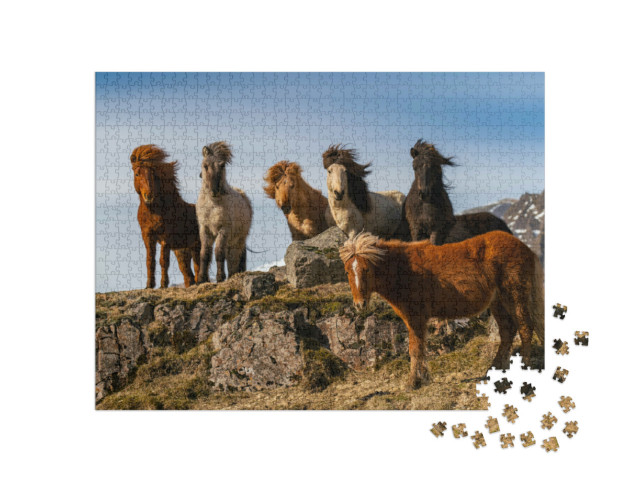 Puzzle 1000 Teile „Eine Herde von Island-Pferden im rauhen Wind“