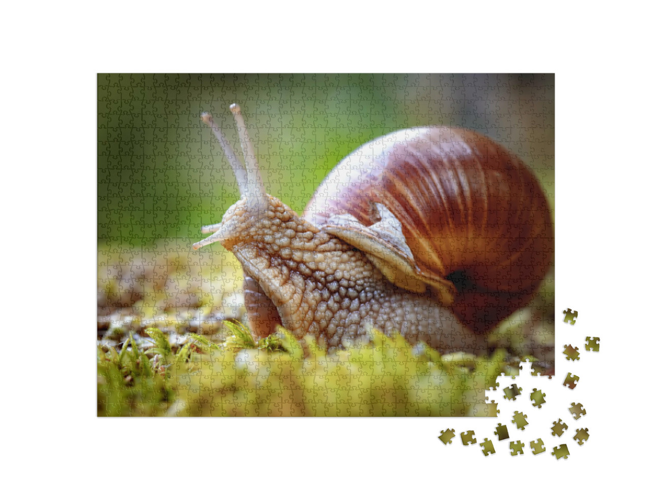 Puzzle 1000 Teile „Helix pomatia, auch bekannt als Weinbergschnecke“
