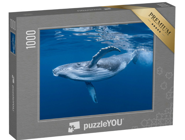 Puzzle 1000 Teile „Ein Buckelwalbaby spielt nahe der Oberfläche im blauen Wasser“