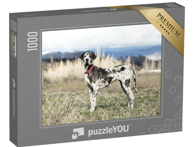 Puzzle 1000 Teile „Weibliche Harlekin-Dogge, auch Deutsche Dogge genannt“