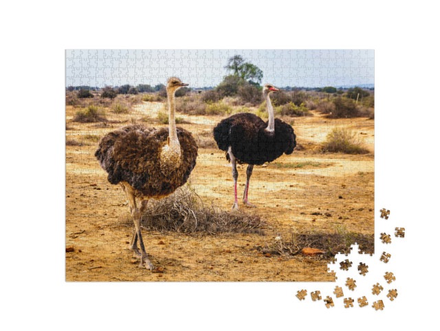 Puzzle 1000 Teile „Weiblicher und männlicher Strauß in der Halbwüstenregion, Westkap in Südafrika“