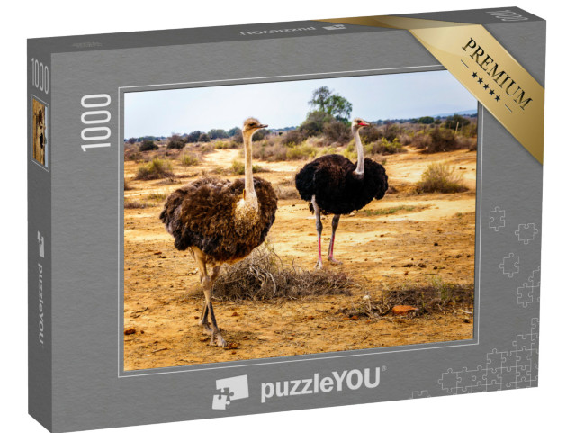 Puzzle 1000 Teile „Weiblicher und männlicher Strauß in der Halbwüstenregion, Westkap in Südafrika“