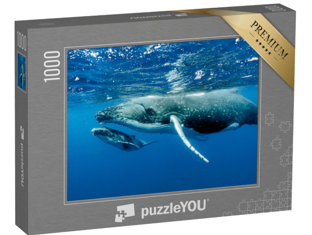 Puzzle 1000 Teile „Zwei Buckelwale unter der Wasseroberfläche im Pazifischer Ozean“