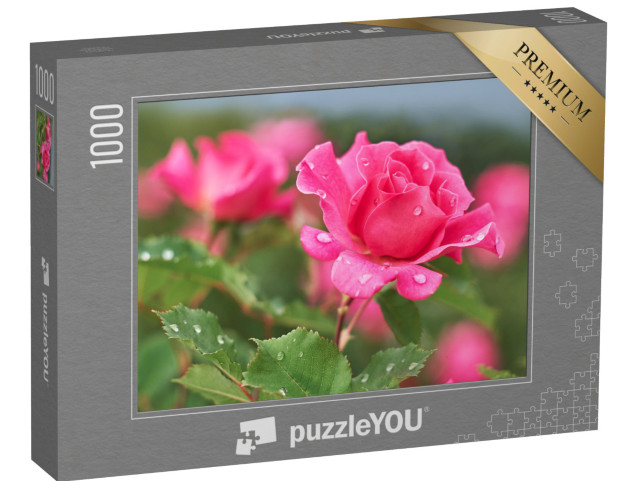 Puzzle 1000 Teile „Rosa Rose mit Regentropfen“