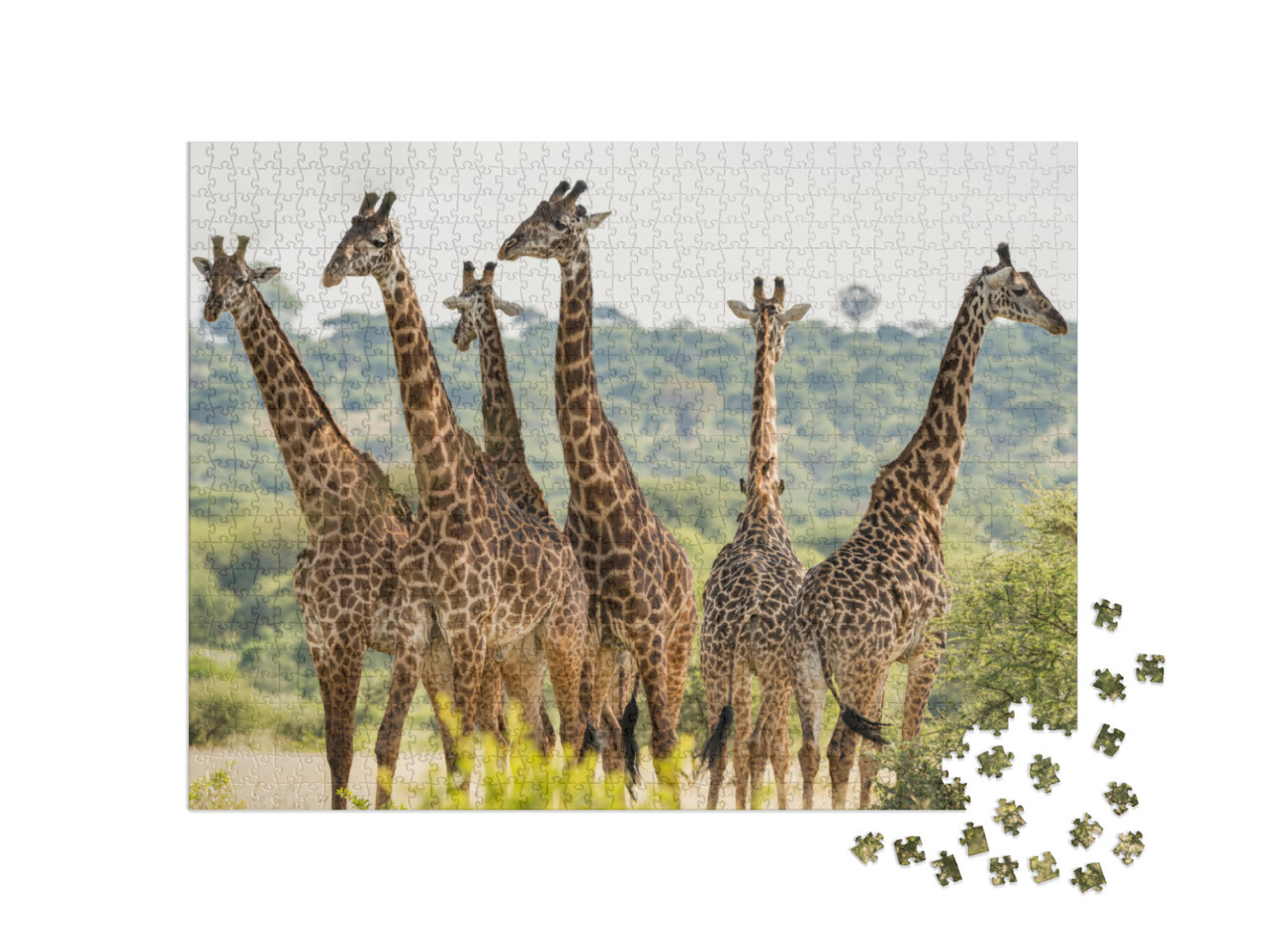 Puzzle 1000 Teile „Giraffenherde im Tarangire-Nationalpark, Tansania“