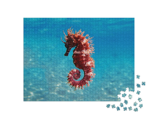 Puzzle 1000 Teile „Meeresszene: Mittelmeer-Seepferdchen, Hippocampus guttulatus“