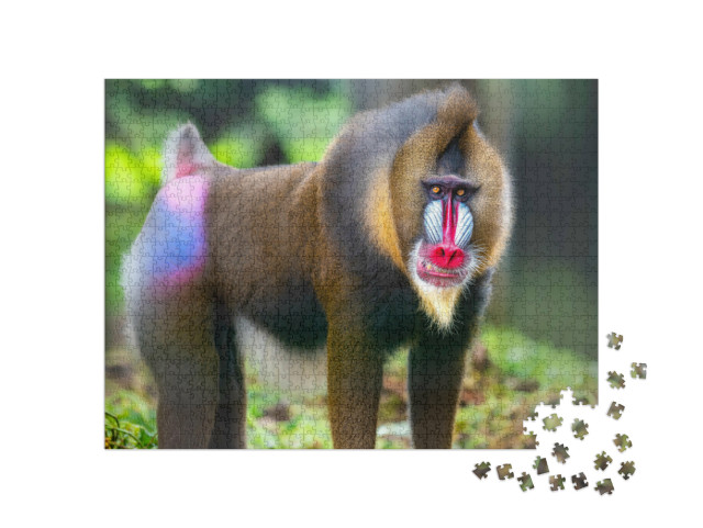Puzzle 1000 Teile „Portraitaufnahme von Mandrill, bekannte Affen“
