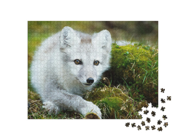 Puzzle 1000 Teile „Polarfuchs beim Aufwachen nach einem Nickerchen“