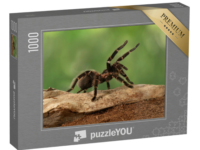 Puzzle 1000 Teile „Nahaufnahme eines Tarantula-Weibchens in bedrohlicher Haltung“