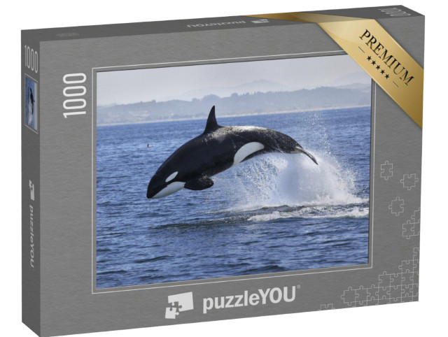 Puzzle 1000 Teile „Schwertwal, Orcinus Orca, beim Sprung aus dem Wasser“