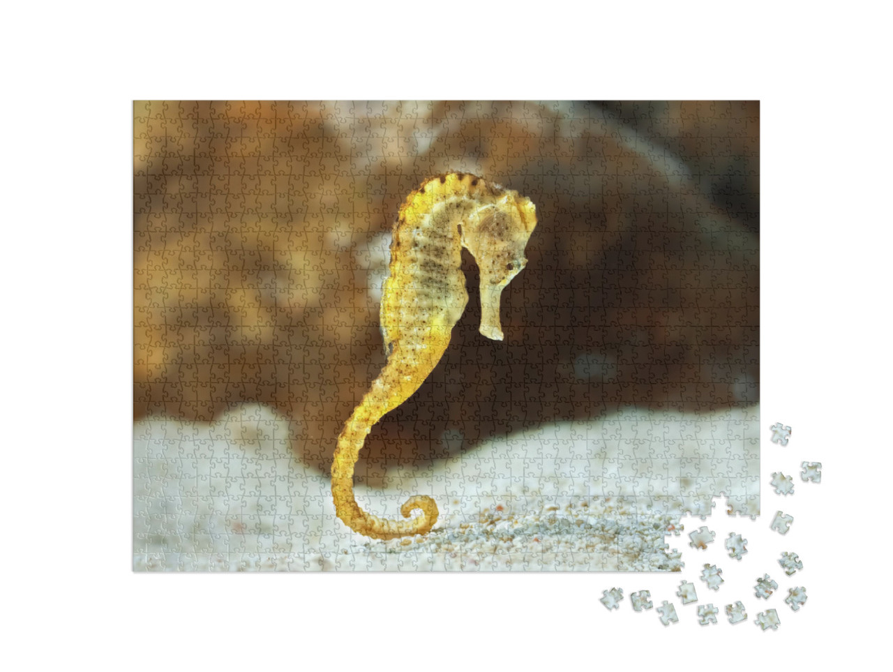 Puzzle 1000 Teile „Exemplar des langrüsseligen Hippocampus, auch bekannt als Seepferdchen“