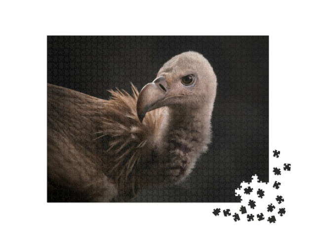 Puzzle 1000 Teile „Nahaufnahme: Himalaya-Geier“