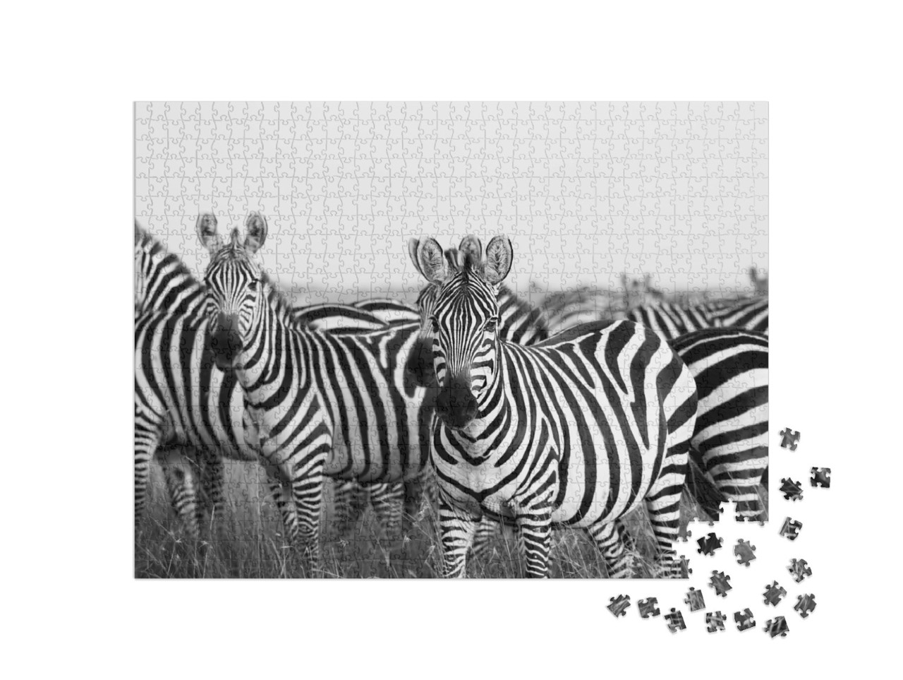 Puzzle 1000 Teile „Zebraherde in der Masai Mara“