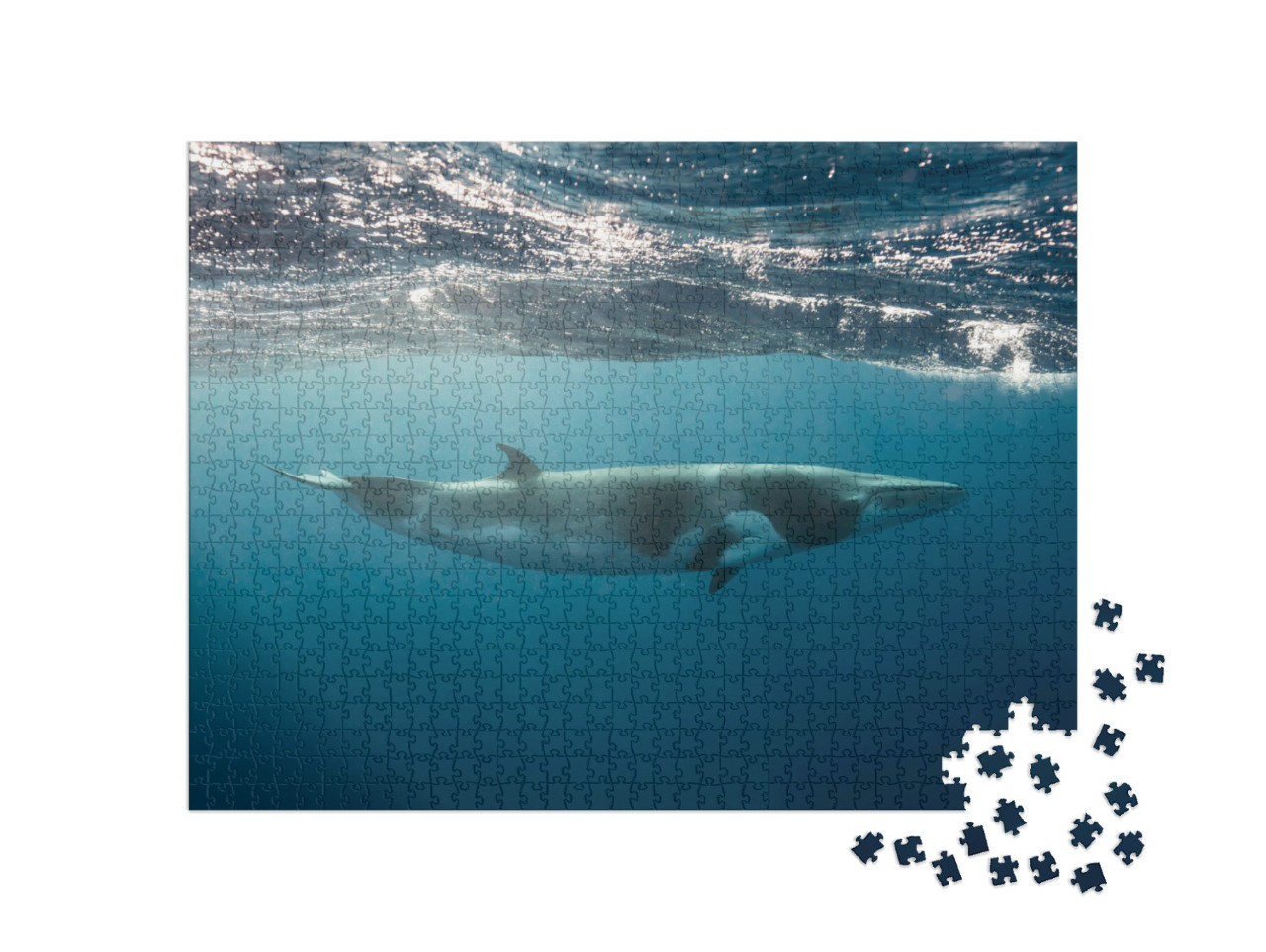 Puzzle 1000 Teile „Kleiner Wal, der beim Schnorcheln und Tauchen am Great Barrier Reef gesehen wird“
