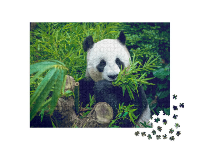 Puzzle 1000 Teile „Hungriger Riesenpandabär bei seiner Bambus-Mahlzeit“