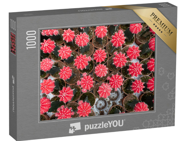 Puzzle 1000 Teile „Viele kleine Töpfe mit Mond-Kakteen aus bezaubernder Vogelperspektive“