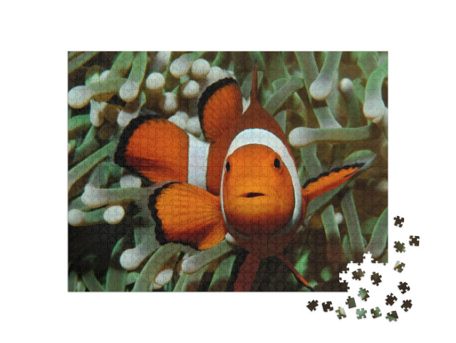 Puzzle 1000 Teile „Gut versteckt: Amphiprion, Westlicher Clownfisch mit Anemone“