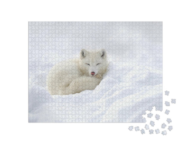 Puzzle 1000 Teile „Im Schnee eingekuschelter Polarfuchs“