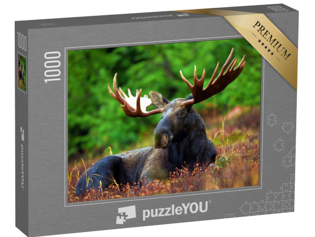 Puzzle 1000 Teile „Elche, die sich am Nachmittag in der Natur ausruhen“