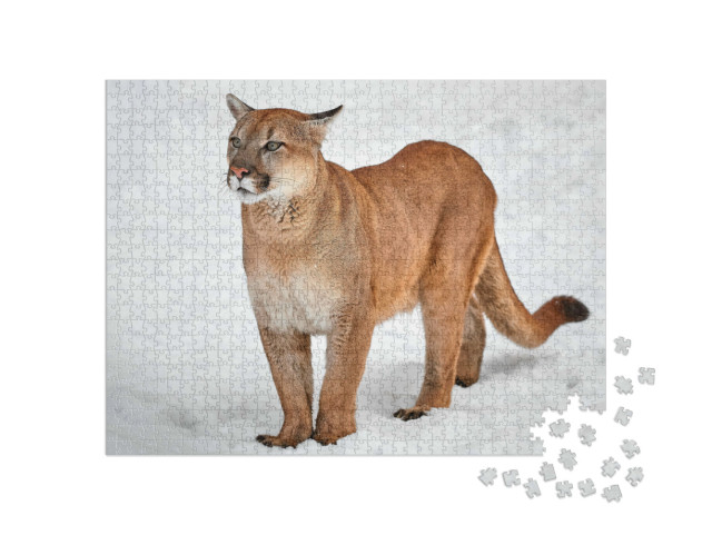 Puzzle 1000 Teile „Puma: Wildkatze im Schnee“