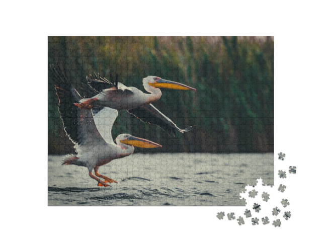 Puzzle 1000 Teile „Zwei Pelikane“
