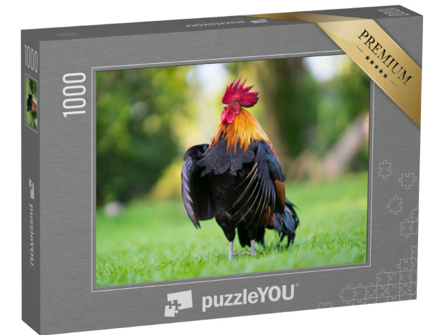 Puzzle 1000 Teile „Imposanter Hahn auf der Wiese“