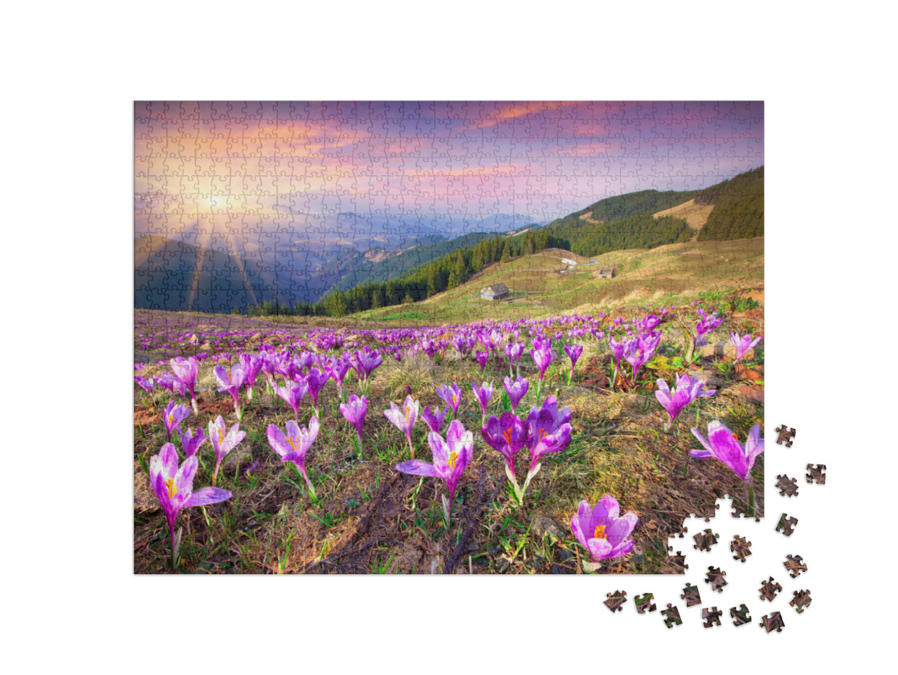 Puzzle 1000 Teile „Sonnenuntergang über blühenden Krokussen in den Bergen“