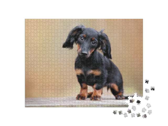 Puzzle 1000 Teile „Schwarzer Dackel: Welpe, Portrait im Freien“