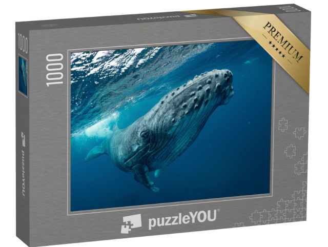 Puzzle 1000 Teile „Nahaufnahme eines schwimmenden Buckelwales im Meer, klares Wasser“