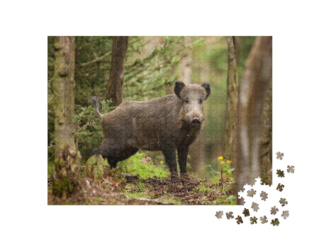 Puzzle 1000 Teile „Wildschwein, sus scrofa, in der Tschechischen Republik“