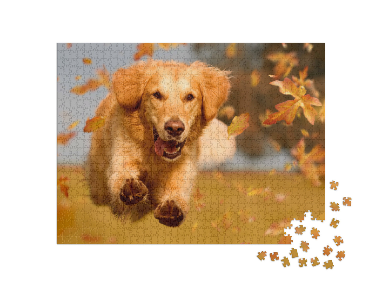 Puzzle 1000 Teile „Golden Retriever beim Toben durch Herbstlaub“